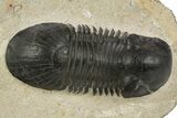 Paralejurus Trilobite Fossil - Atchana, Morocco #331919-3